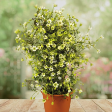 Clematis x cartmanii (Evergreen) Michiko 7cm