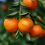 Citrus Satsuma?4L 70-90cm 2