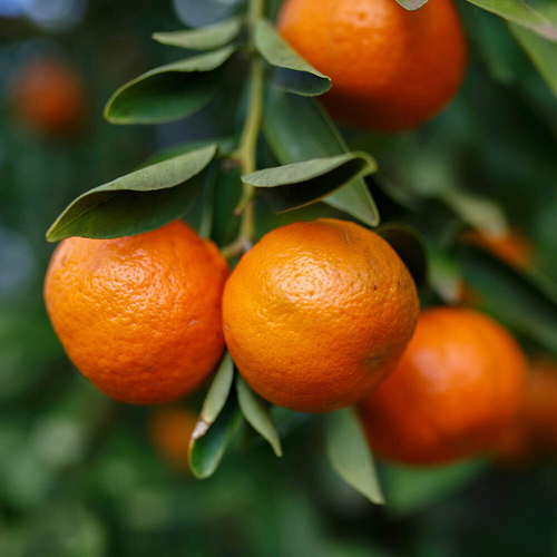 Citrus Satsuma?4L 70-90cm 1
