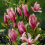 Magnolia 'Susan' Established Plant in 9cm Pot 2