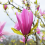 Magnolia 'Susan' Established Plant in 9cm Pot 3