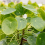 Chinese Money Plant 2