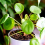 Chinese Money Plant 3