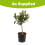Citrus Satsuma?4L 70-90cm 4
