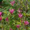 Magnolia 'Susan' Established Plant in 9cm Pot 4
