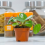Chinese Money Plant 4