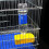 Bird Drinker Feeder Cup Soda Water Bottle Plastics Water 5