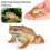 Realistic Frog & Toad Animal Figurines - Educational Toy for Nature Lovers 2