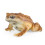 Realistic Frog & Toad Animal Figurines - Educational Toy for Nature Lovers 4