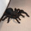 Tarantula Radio Control 4