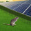 Solar Panel Bird Guard PVC Coated Wire Mesh (1.27*1.27cm) 4