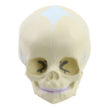 Human Skull Model For Demonstrating Medicals Skull Model Anatomy Skull Model Baby