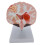 Brain Anatomical Model for Student Nurse Neuroscience Learning Teaching Models 1