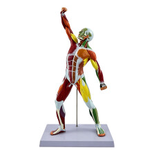 Human Skeletal Muscles Model Perfect For Schools Hospitals And Health Education Color
