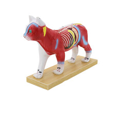 Animal Anatomy Reference Figure for Acupuncture Lesson Display cat