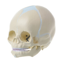 Baby Head Anatomy Model Life Size Baby Head Skeleton Model for Diseases Study White