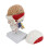 Lifelike Human Skull Educational Tool Using Magnetic Fastener For Classroom 2 1