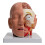 Detachable Human Anatomical Brain Model Shows Brain, Cerebellums, Brainstem 1