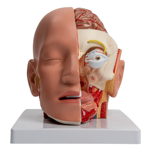 Detachable Human Anatomical Brain Model Shows Brain, Cerebellums, Brainstem