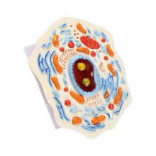 Biology Teaching Aid with Raised Cell Organelles for Classroom Display A