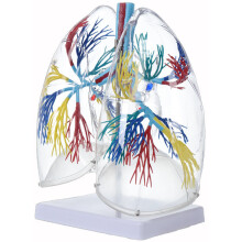 Clear Human Lung Anatomy Model Anatomical Respiratory Organ Model for Education