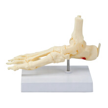 Anatomical Ankle Foot Skeleton Model for Study Reference and Classroom Display