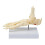 Anatomical Ankle Foot Skeleton Model for Study Reference and Classroom Display 1