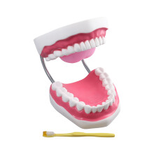 Safer and People Can Feel Free to Use Human Teeth Model No Harm to Humankind Dental care