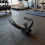 Steel Row Grip for Landmine Work and Two Hand Pulling Practice 7