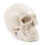Anatomical Human Skull Model, 3-Part, Numbered, Life Size 1