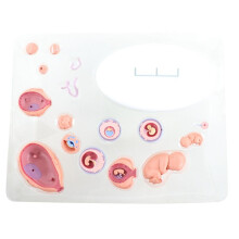 4D Menselijk Embryo Ontwikkeling Anatomisch Model Foetaal Groeiorgaan Onderwijs Alpinia Geassembleerd Speelgoed