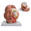 Detachable Human Anatomical Brain Model Shows Brain, Cerebellums, Brainstem 2