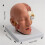 Detachable Human Anatomical Brain Model Shows Brain, Cerebellums, Brainstem 3