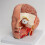 Detachable Human Anatomical Brain Model Shows Brain, Cerebellums, Brainstem 6