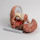 Detachable Human Anatomical Brain Model Shows Brain, Cerebellums, Brainstem 7