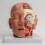 Detachable Human Anatomical Brain Model Shows Brain, Cerebellums, Brainstem 8