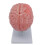 Brain Anatomical Model for Student Nurse Neuroscience Learning Teaching Models 2