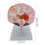 Brain Anatomical Model for Student Nurse Neuroscience Learning Teaching Models 3