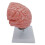 Brain Anatomical Model for Student Nurse Neuroscience Learning Teaching Models 4