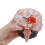 Brain Anatomical Model for Student Nurse Neuroscience Learning Teaching Models 5
