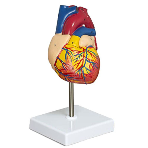 Hartmodel, 2-Delig Luxe Levensgroot Menselijk Hartmodel Anatomie met 34 Anatomische Structuren, Anatomisch Hart