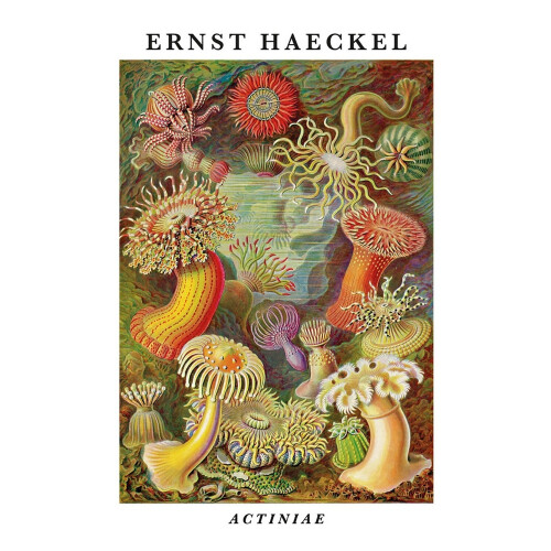 (50cm x 40cm, Multicoloured) Ernst Haeckel Actiniae Print