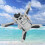 Airdrop System for 4 Air-dropping Dropper Device Fishing Gift Ring 8