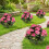 Conjunto de 2 Gerânios Artificiais Rosa, para Ambientes Internos e Externos 8