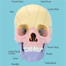 2X Anatomy Skull Model, Human Anatomy Skull Puzzle, Detachable Human Skull Model, Clinic Teaching