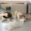Grooming Gloves - Pack of 2 - Reusable - Electrostatic - For Dogs 4