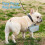 Dog waste bag dispenser - PU leather - Black - Scratch resistant - Practical 3