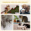 Albero per gatti 48 x 48 x 104 cm con nicchie e piattaforme graduali per gioco e 5