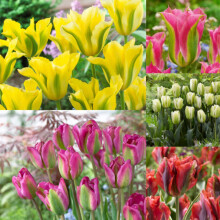 Upea tulppaani - Tulppaanit - Voimakkaan tuoksuinen - Ulkona kasvatettava tulppaani - Helppo kasvatus