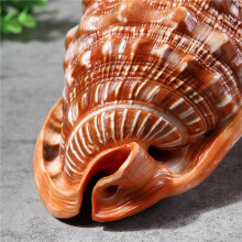 Natural Bull'S Mouth Helmet Conch Shell Coral Sea Snail Fish Tank Adorn Ornament 2Pcs